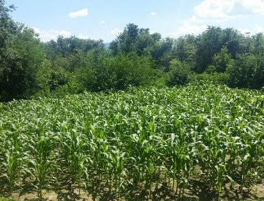 Μυτιλήνη: Η αστυνομία εντόπισε εγκαταλελειμμένο κτήμα με χασισόδεντρα